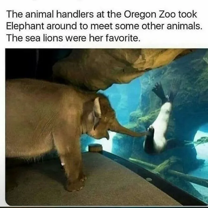 A Look Back At 2025 Through 91 Of The Funniest And Most Heartwarming Animal Memes