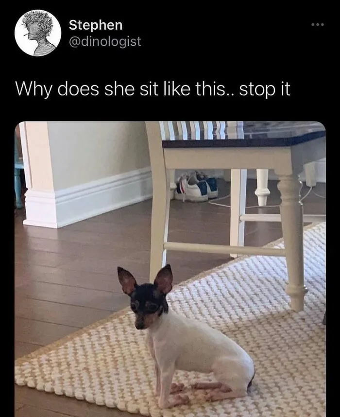 Funny-Animals-Posts-Petsruletheuniverse