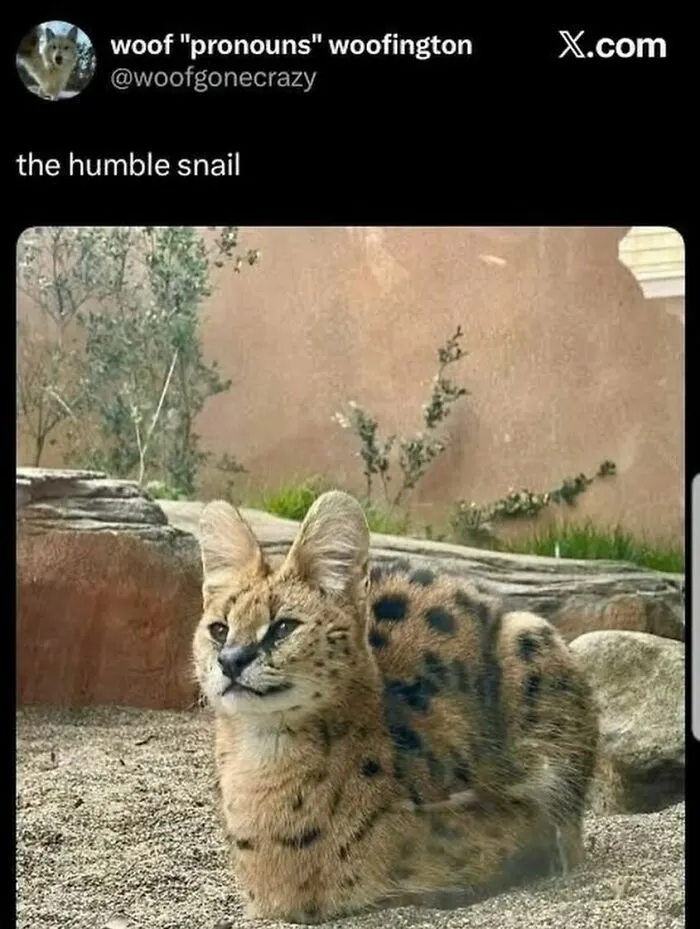 120 Wholesome And Funny Animal Memes To Help You Ignore The Chaos Happening In The World Right Now