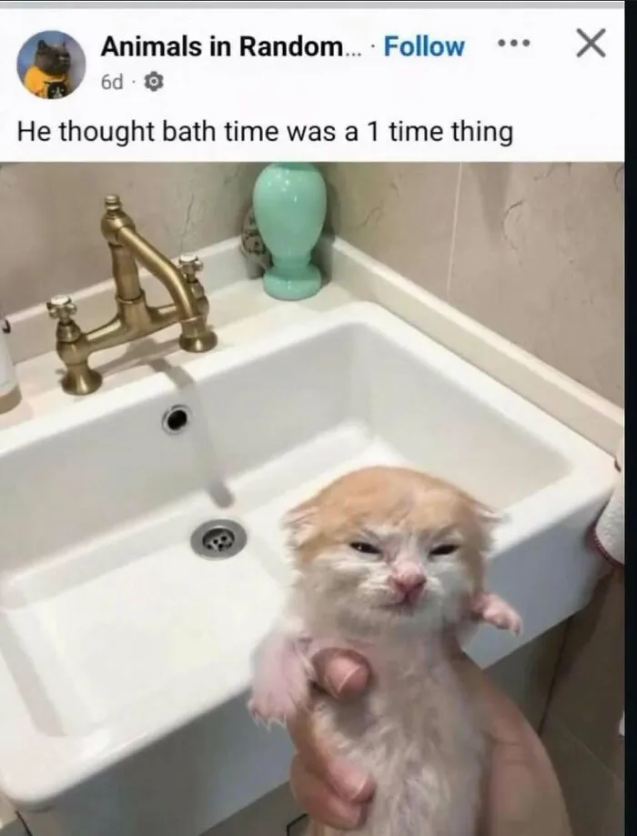 Funny-Animals-Posts-Petsruletheuniverse