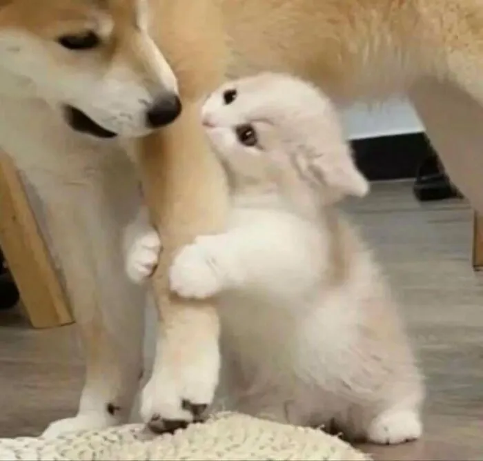 37 Cats And Dogs Caught Being Unreasonably Cute For Absolutely No Reason