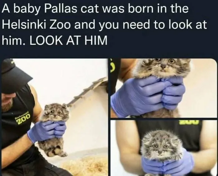 120 Wholesome And Funny Animal Memes To Help You Ignore The Chaos Happening In The World Right Now