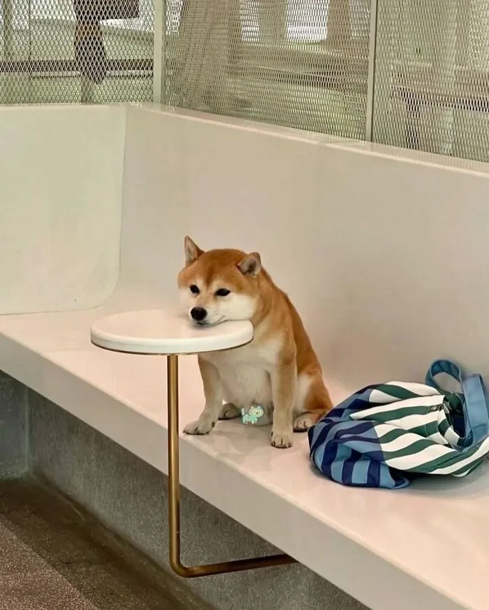 37 Cats And Dogs Caught Being Unreasonably Cute For Absolutely No Reason