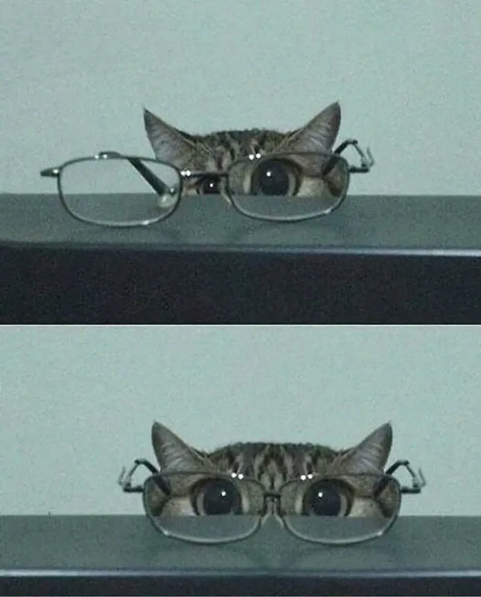 37 Cats And Dogs Caught Being Unreasonably Cute For Absolutely No Reason