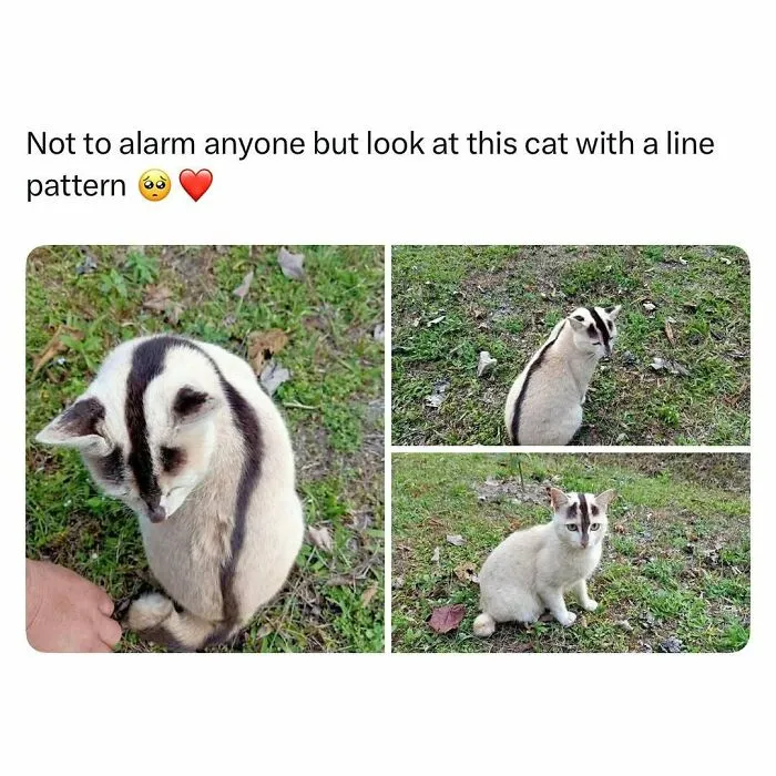 Cat with unique line pattern on fur sitting on grass, featured in funny and wholesome animal posts to cleanse your feed.