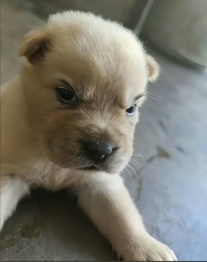 37 Cats And Dogs Caught Being Unreasonably Cute For Absolutely No Reason