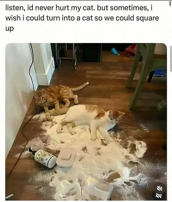 Two cats sitting on spilled powder on a wooden floor, a humorous meme about handling reality with humor.