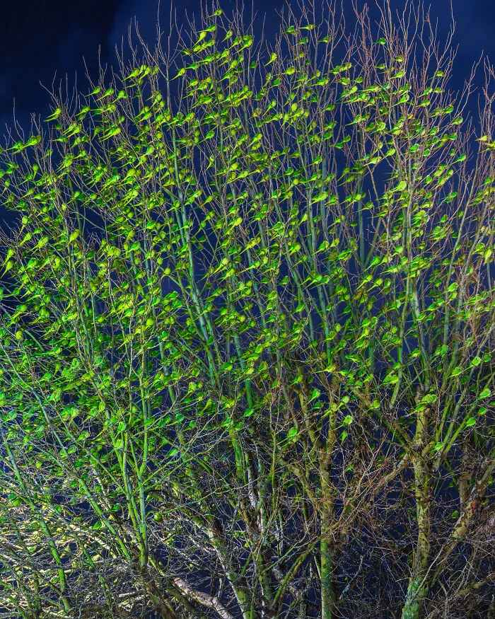 I Thought Winter Had Turned Green In London, Until I Realized It Was A Thousand Parakeets (35 Pics)