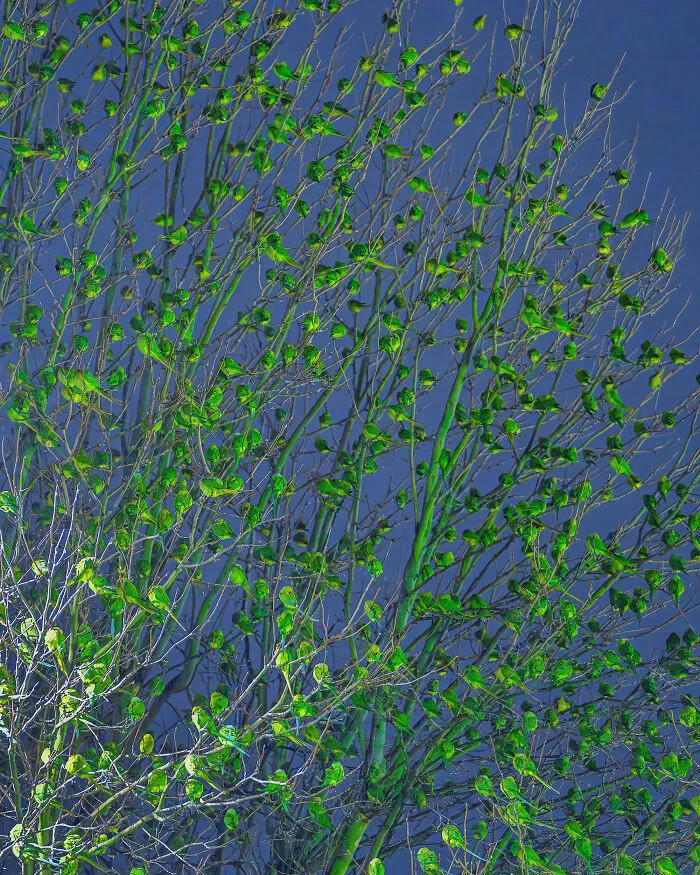 I Thought Winter Had Turned Green In London, Until I Realized It Was A Thousand Parakeets (35 Pics)