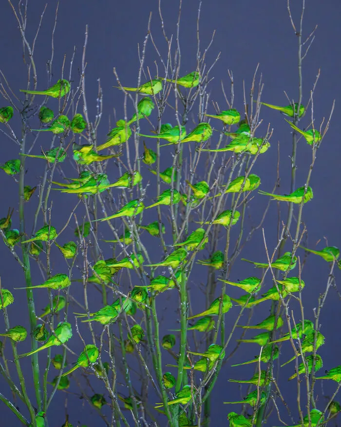 I Thought Winter Had Turned Green In London, Until I Realized It Was A Thousand Parakeets (35 Pics)
