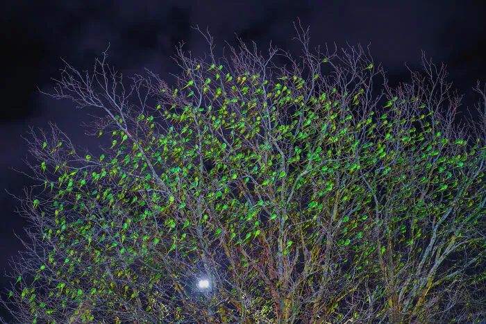 I Thought Winter Had Turned Green In London, Until I Realized It Was A Thousand Parakeets (35 Pics)