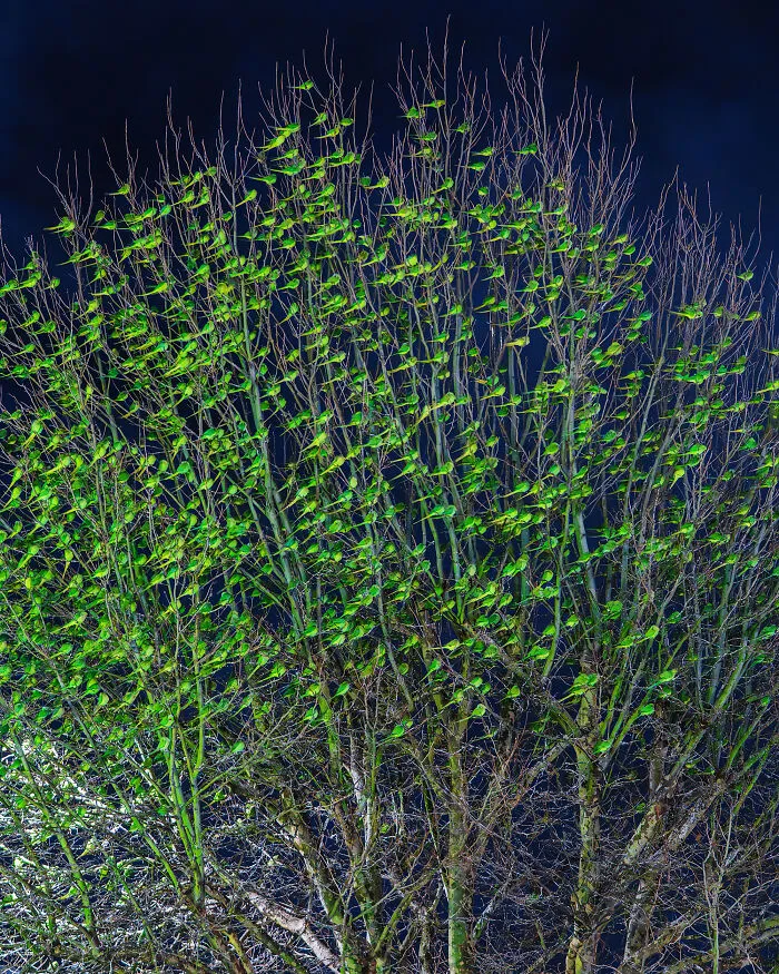 I Thought Winter Had Turned Green In London, Until I Realized It Was A Thousand Parakeets (35 Pics)