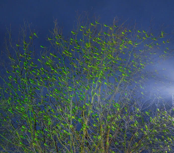 I Thought Winter Had Turned Green In London, Until I Realized It Was A Thousand Parakeets (35 Pics)