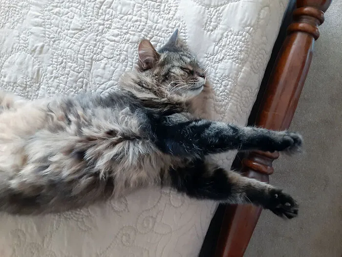 Emmett Snoozin'