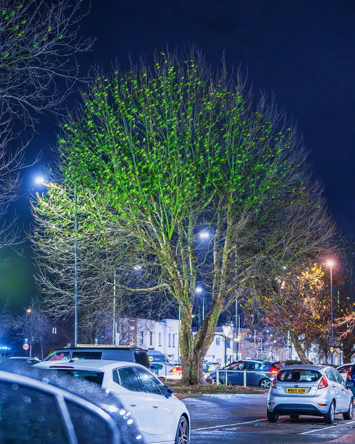 I Thought Winter Had Turned Green In London, Until I Realized It Was A Thousand Parakeets (35 Pics)