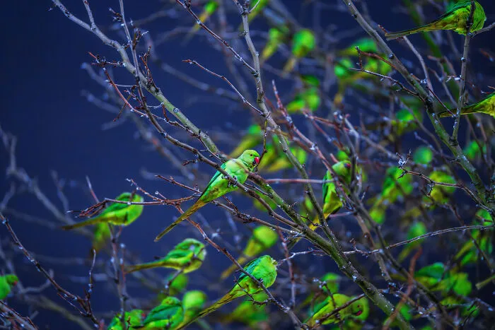 I Thought Winter Had Turned Green In London, Until I Realized It Was A Thousand Parakeets (35 Pics)