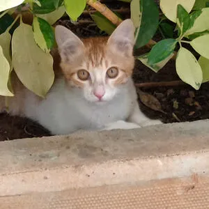 Mrreoww