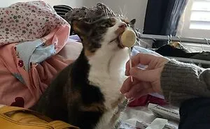 Hey Pandas, Please Show Me Your Cats