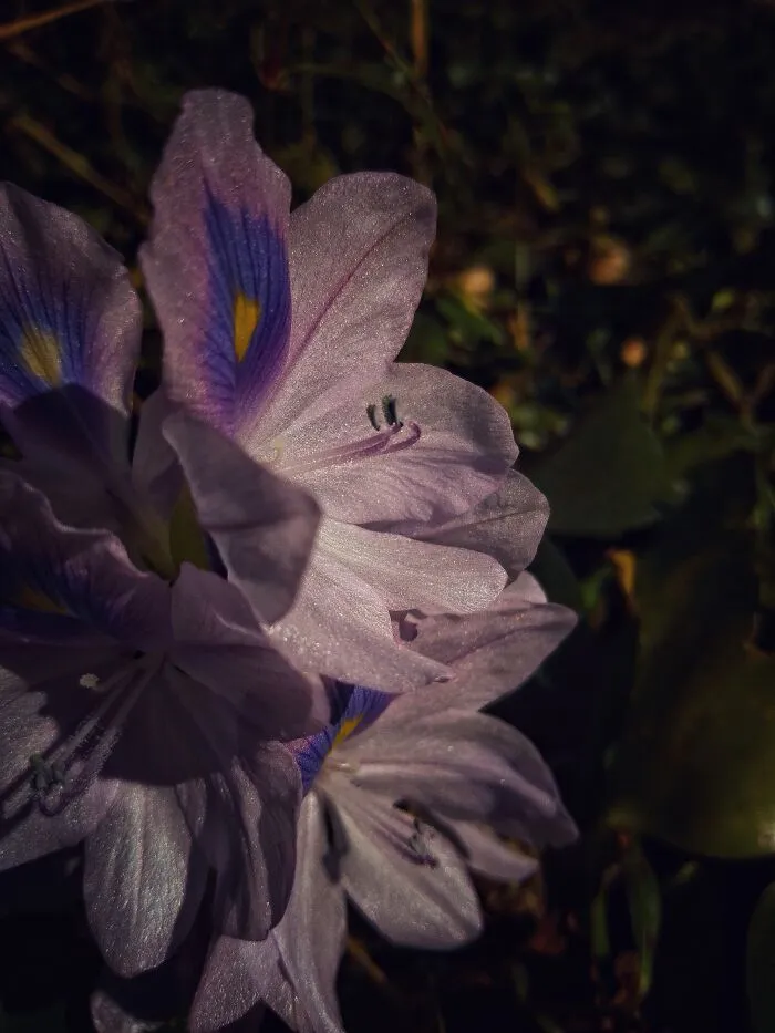I Captured 6 Captivating Pictures Of Flowers For My Photography Album 'Silent Records'