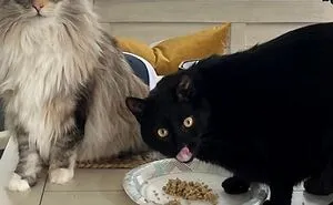 Hey Pandas, Please Show Me Your Cats