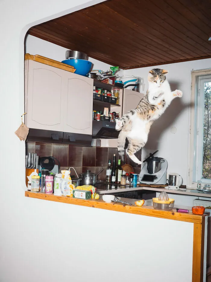 Jumping Cats By Koekkoek (7 Pics)