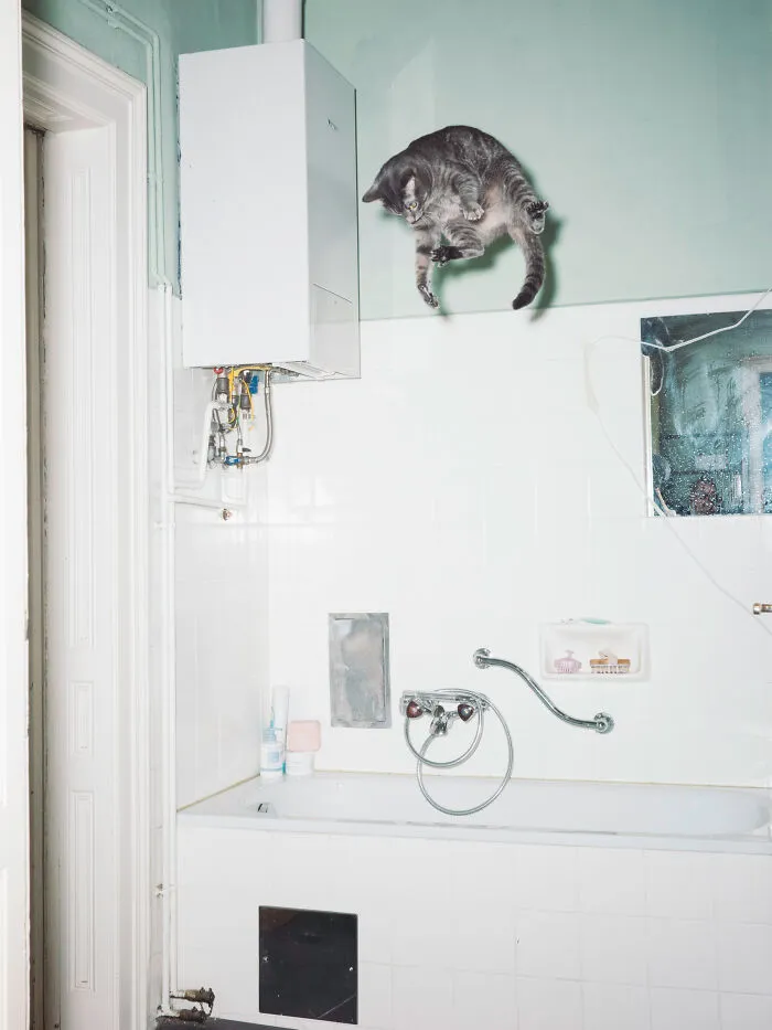 Jumping Cats By Koekkoek (7 Pics)