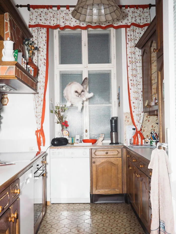 Jumping Cats By Koekkoek (7 Pics)