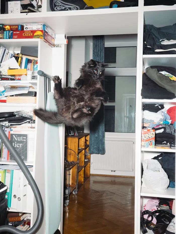 Jumping Cats By Koekkoek (7 Pics)