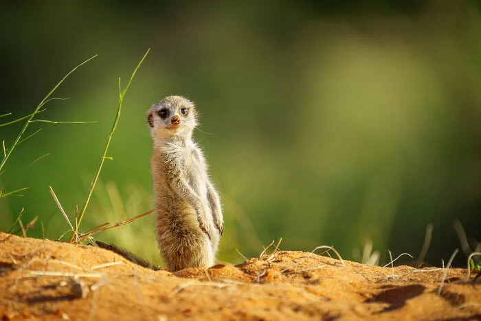 Oh, Hello, How Are You?