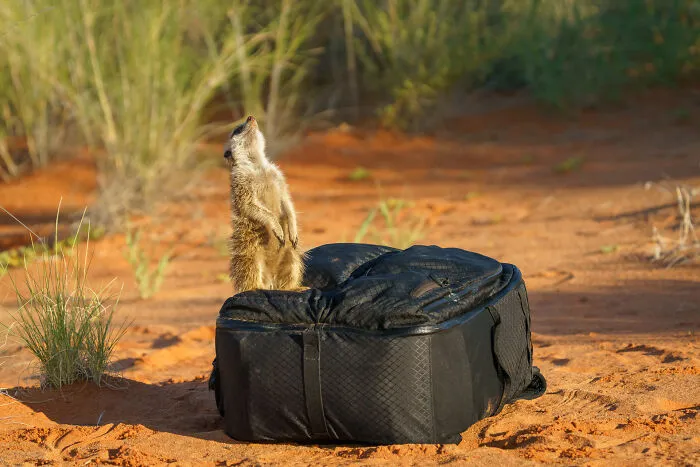 Someday I Can Fly!