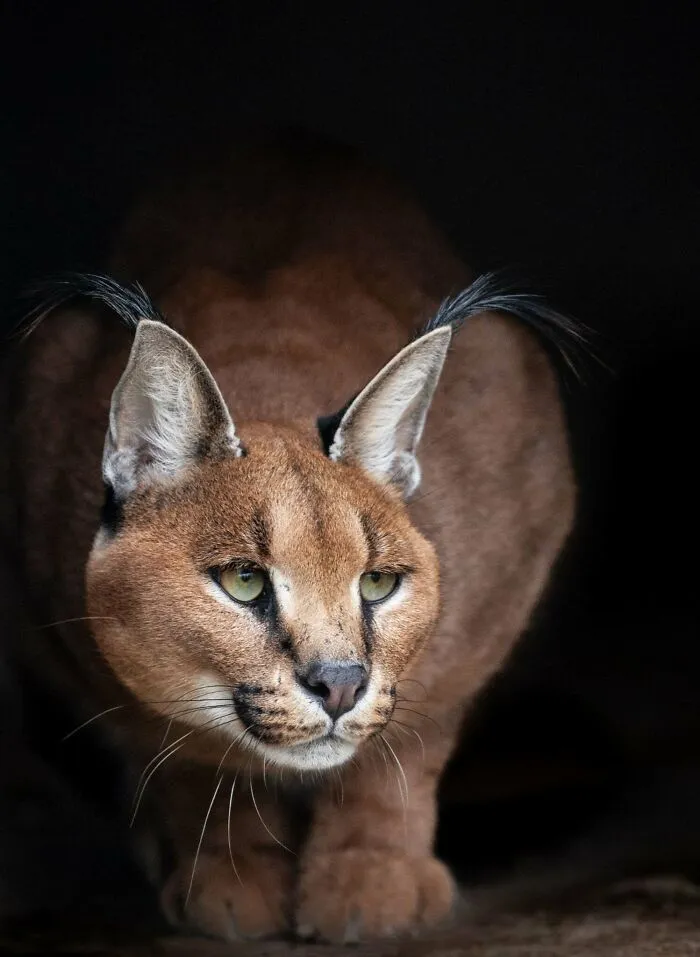 40 Stunning Moments From Nature I Captured Without Expensive Equipment