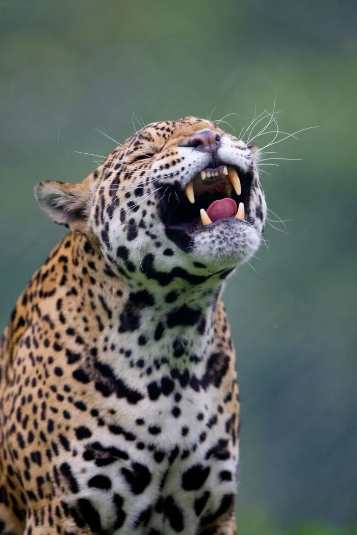 40 Stunning Moments From Nature I Captured Without Expensive Equipment