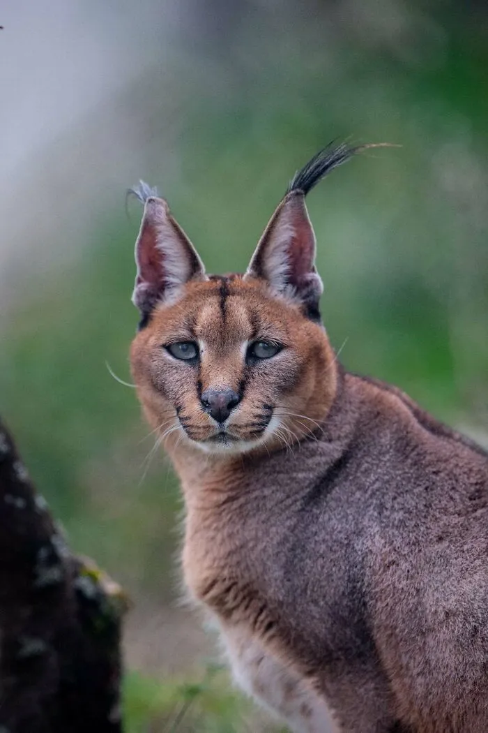 40 Stunning Moments From Nature I Captured Without Expensive Equipment