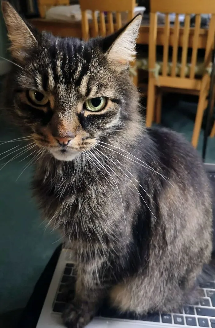 Pangur Bán