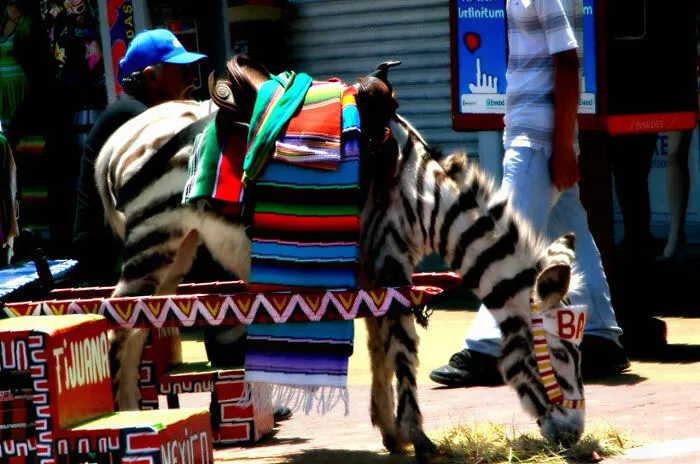 #13 Tijuana, Mexico