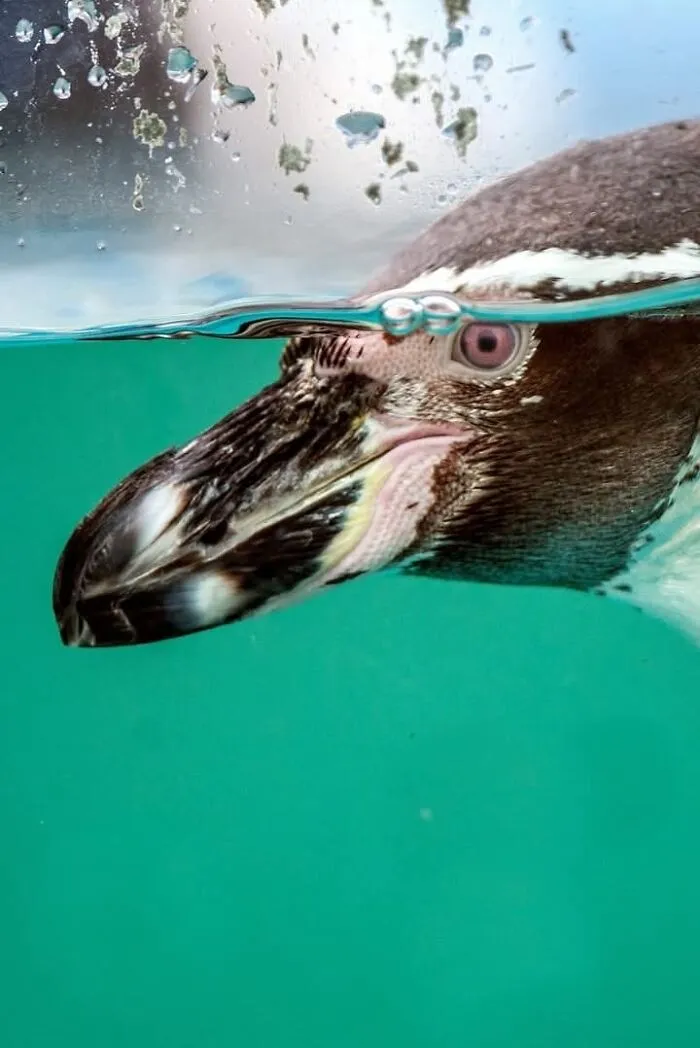 40 Stunning Moments From Nature I Captured Without Expensive Equipment