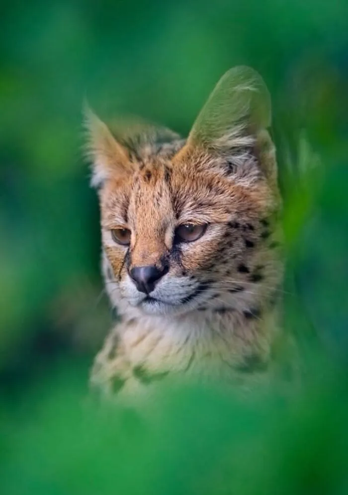 40 Stunning Moments From Nature I Captured Without Expensive Equipment