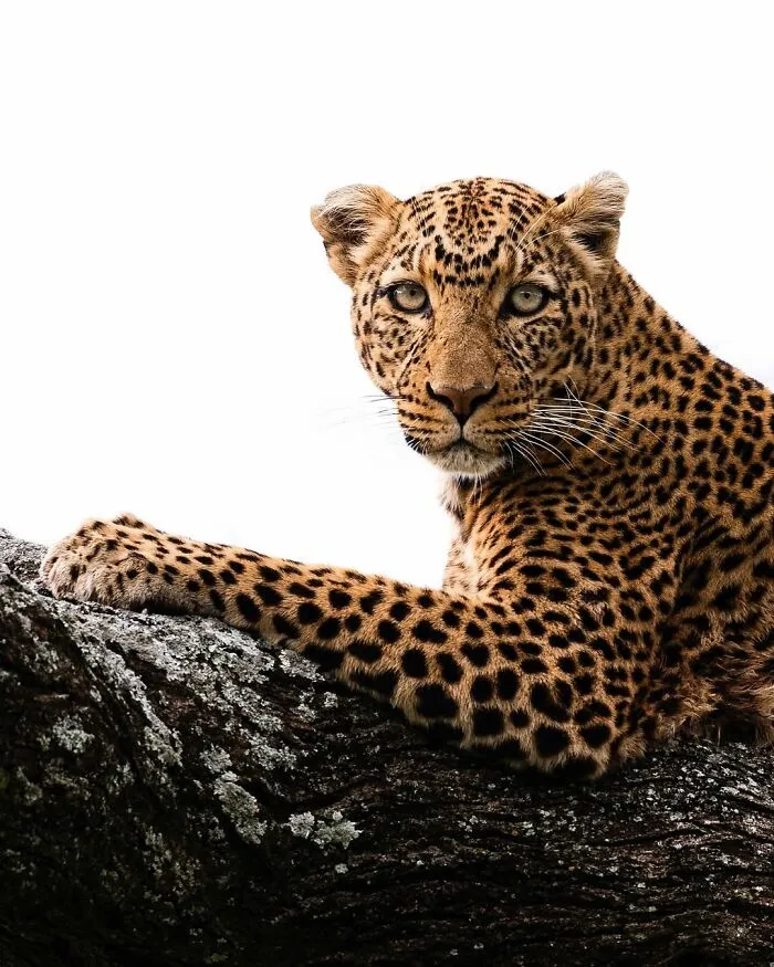41 Times This Photographer Was At The Right Place At The Right Moment In The Wild