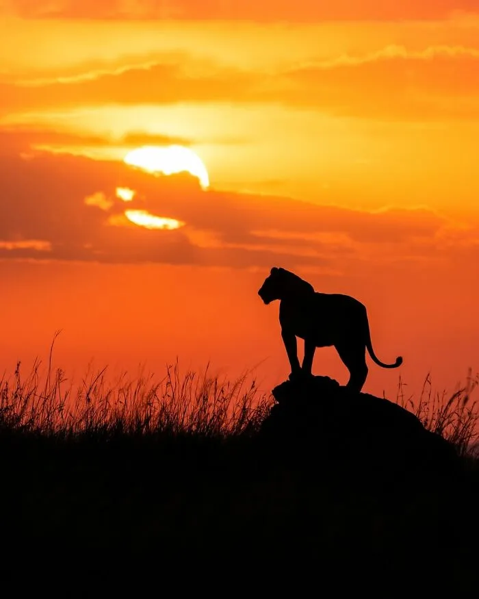 41 Times This Photographer Was At The Right Place At The Right Moment In The Wild