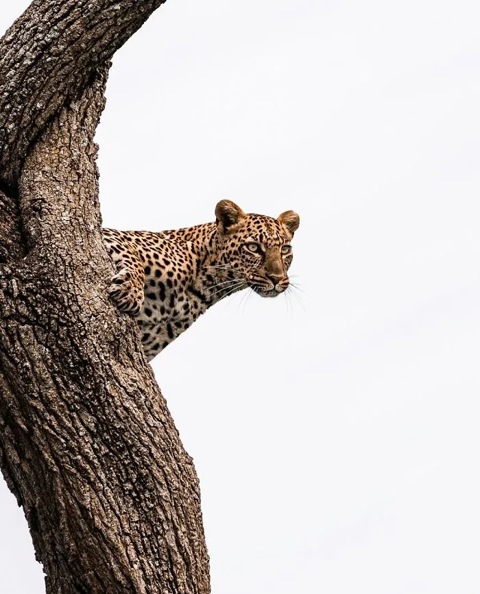 41 Times This Photographer Was At The Right Place At The Right Moment In The Wild