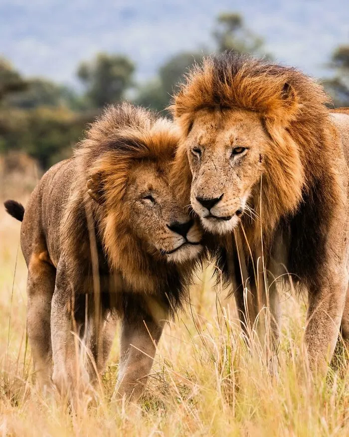 41 Times This Photographer Was At The Right Place At The Right Moment In The Wild