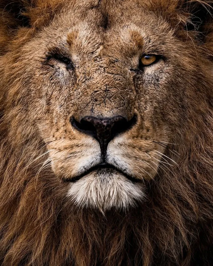 41 Times This Photographer Was At The Right Place At The Right Moment In The Wild