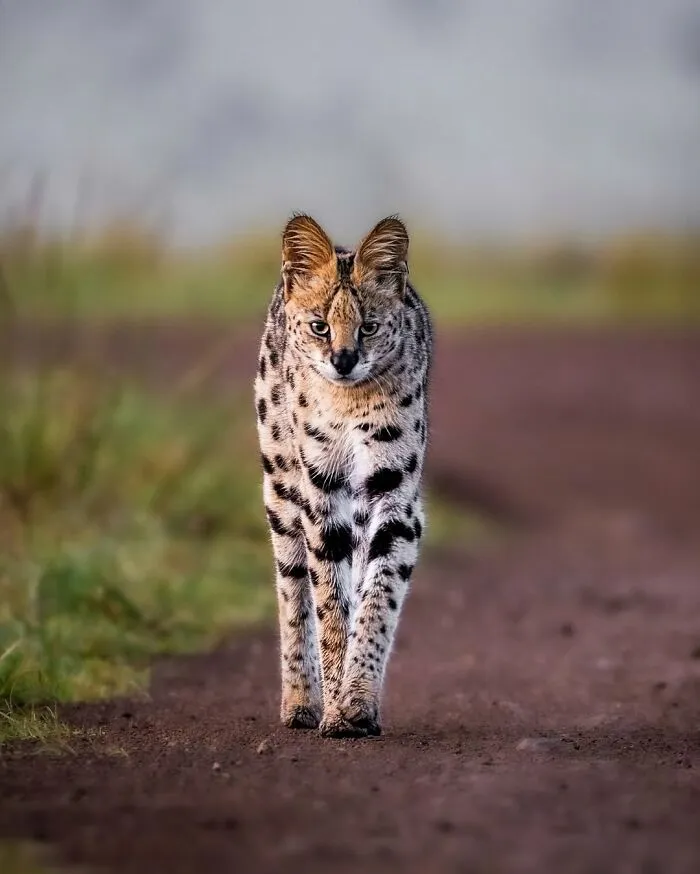 41 Times This Photographer Was At The Right Place At The Right Moment In The Wild