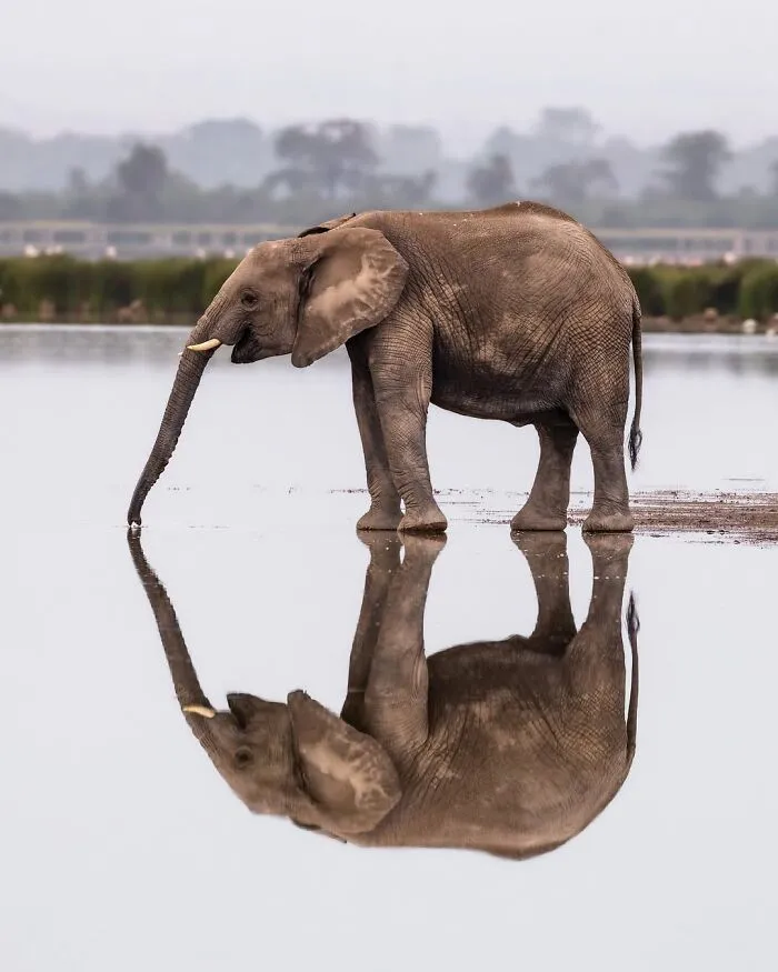 41 Times This Photographer Was At The Right Place At The Right Moment In The Wild
