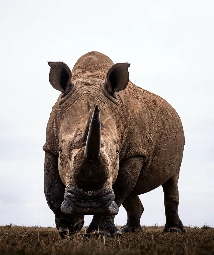 41 Times This Photographer Was At The Right Place At The Right Moment In The Wild