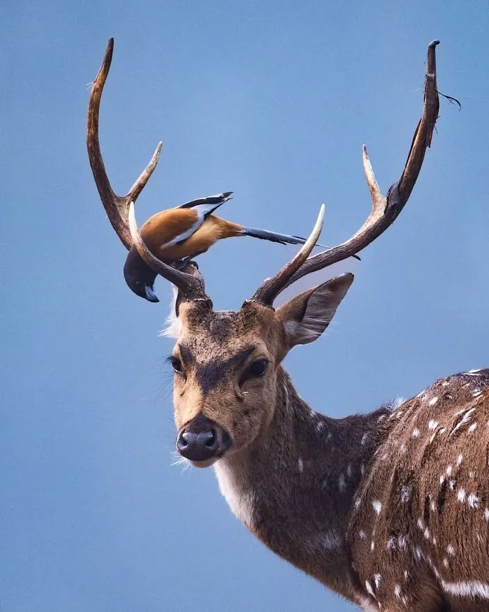 41 Times This Photographer Was At The Right Place At The Right Moment In The Wild