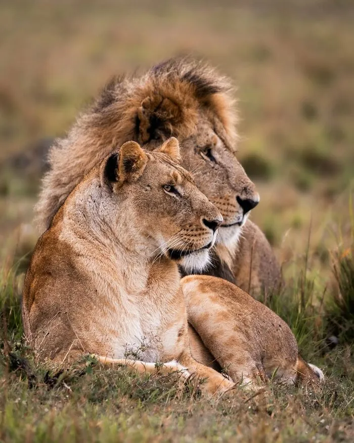 A pair of lions resting close together in the African wild, showcasing breathtaking wildlife moments in nature.