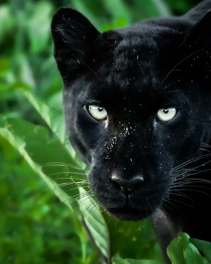 41 Times This Photographer Was At The Right Place At The Right Moment In The Wild