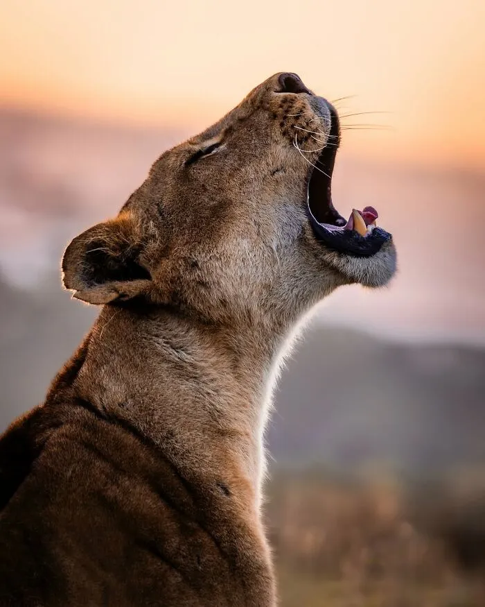 Close-up of a lioness roaring at sunset, showcasing breathtaking moments from the African wild wildlife photography.
