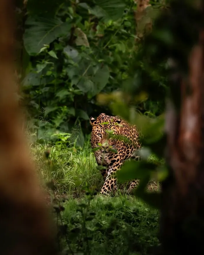 Leopard moving stealthily through dense greenery, showcasing breathtaking wildlife moments from the African wild.